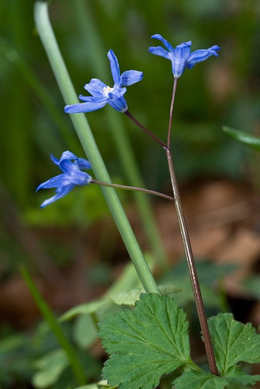 Scilla_forbesii_LP0107_01_Godstone