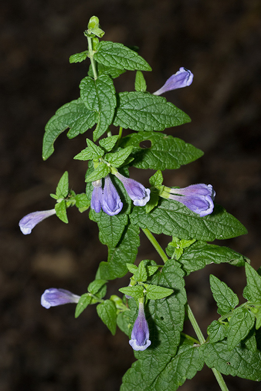 Scutellaria_galericulata_LP0219_03_Blindley_Heath