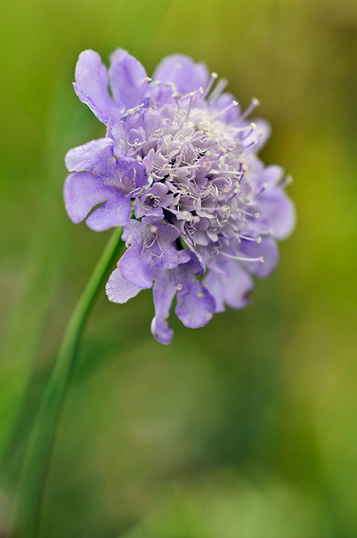 Scabiosa_columbaria_LP0644_07_Riddlesdown