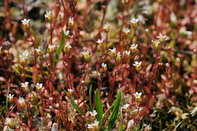 Saxifraga_tridactylites_LP0515_05_Epsom_Downs