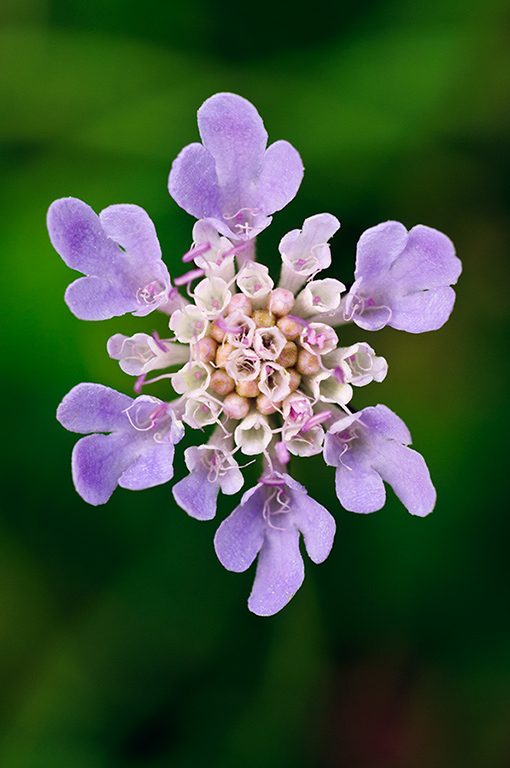 Scabiosa_columbaria_LP0644_01_Riddlesdown