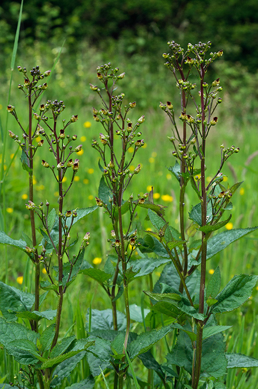 Scrophularia_nodosa_LP0678_46_Dunsfold