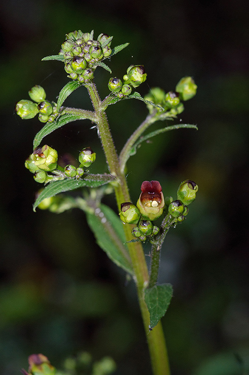 Scrophularia_nodosa_LP0533_16_Weybridge