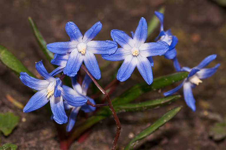 Scilla_forbesii_LP0613_03_South_Croydon