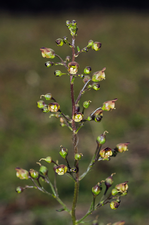 Scrophularia_nodosa_ LP0552_17_Langley_Vale