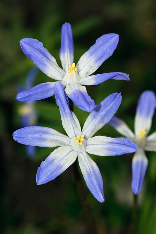 Scilla_forbesii_LP0613_08_South_Croydon