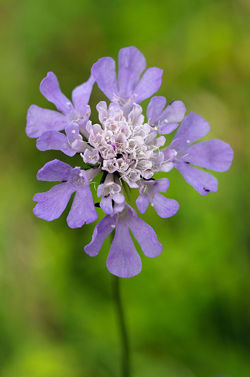 Scabiosa_columbaria_LP0645_23_Godstone