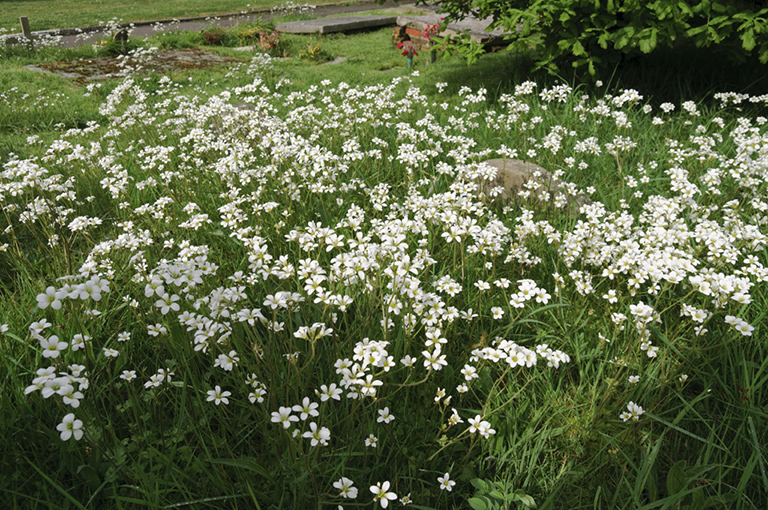 Saxifraga_granulata_LP0398_02_Sanderstead