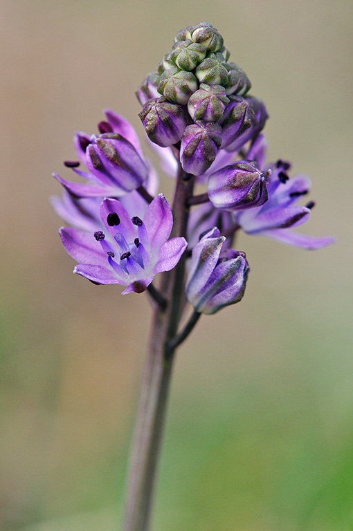 Scilla_autumnalis_LP0293_047_Hampton_Court