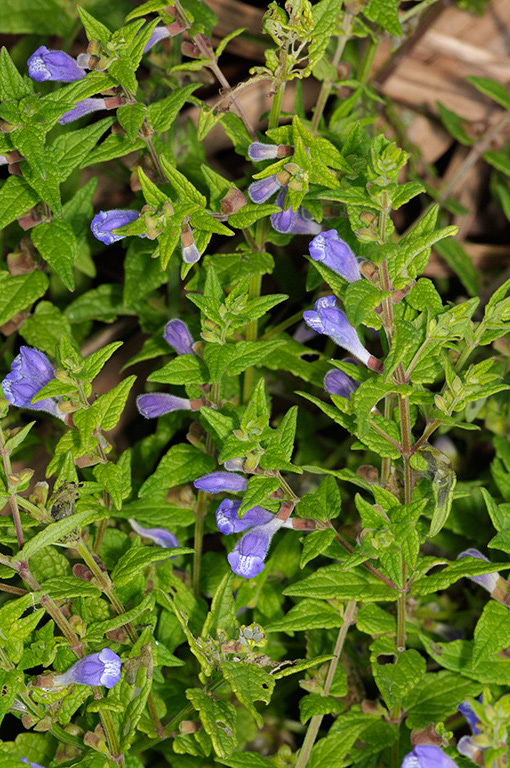 Scutellaria_galericulata_LP0329_86_Hampton_Court