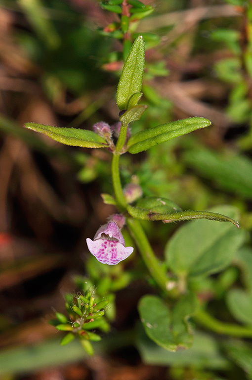 Scutellaria_minor_LP0289_51_Thursley