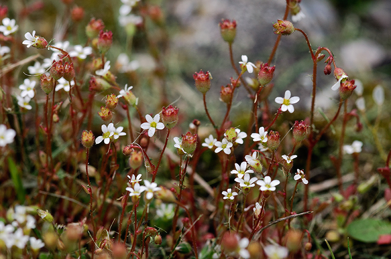 Saxifraga_LP0444_02_Epsom_Downs