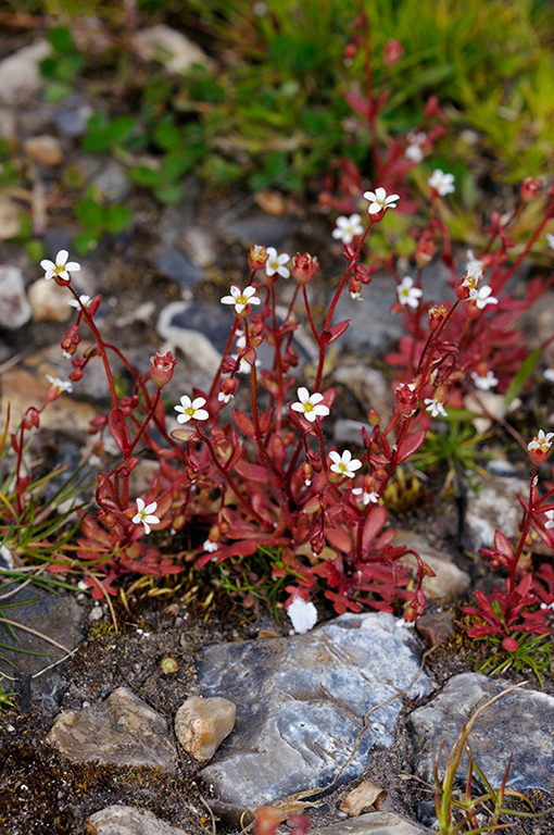 Saxifraga_tridactylites_LP0393_13_Epsom_Downs