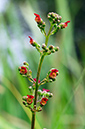 Scrophularia_auriculata_LP0377_74_Hampton_Court