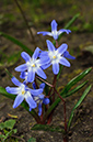 Scilla_forbesii_LP0613_01_South_Croydon