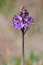 Scilla_autumnalis_LP0293_037_Hampton_Court