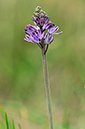 Scilla_autumnalis_LP0293_003_Hampton_Court