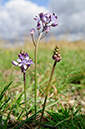 Scilla_autumnalis_LP0547_05_Hampton_Court