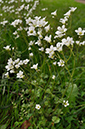 Saxifraga_granulata_LP0269_43_Sanderstead