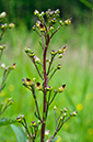 Scrophularia_nodosa_LP0678_47_Dunsfold