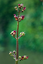 Scrophularia_auriculata_LP0152_73_Lingfield