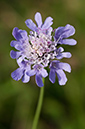 Scabiosa_columbaria_LP0645_39_Godstone