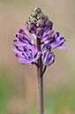 Scilla_autumnalis_LP0293_041_Hampton_Court