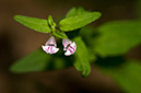 Scutellaria_minor_LP0217_20_Backside_Common