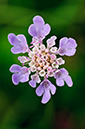 Scabiosa_columbaria_LP0644_01_Riddlesdown