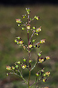 Scrophularia_nodosa_ LP0552_17_Langley_Vale