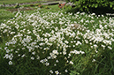 Saxifraga_granulata_LP0398_02_Sanderstead