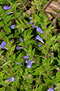 Scutellaria_galericulata_LP0329_86_Hampton_Court