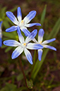 Scilla_forbesii_LP0613_05_South_Croydon