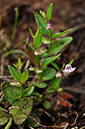 Scutellaria_minor_LP0289_52_Thursley