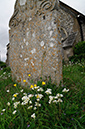 Saxifraga_granulata_LP0269_36_Sanderstead