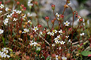 Saxifraga_LP0444_02_Epsom_Downs