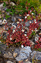 Saxifraga_tridactylites_LP0393_13_Epsom_Downs