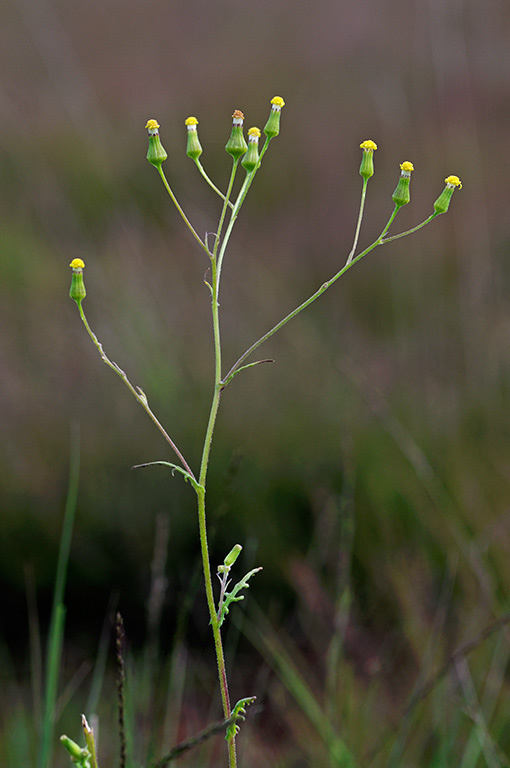 Senecio_sylvaticus_LP0413_54_Elstead_Common