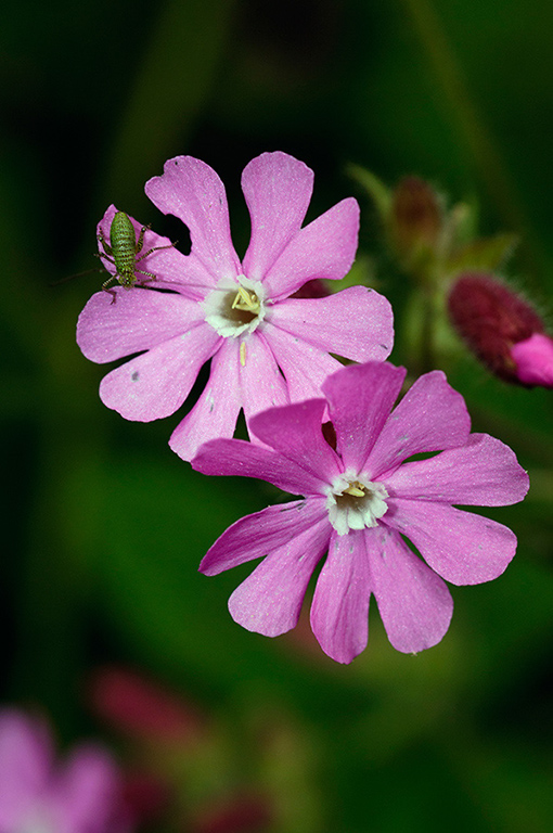 Silene_dioica_LP0626_01_Frylands_Wood