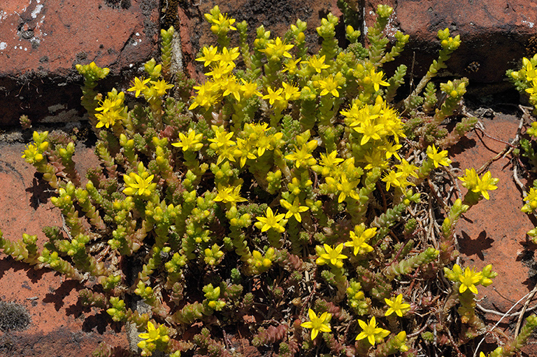 Sedum_acre_LP0366_55_Dorking