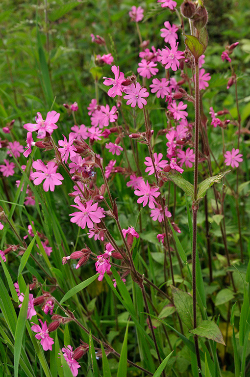 Silene_dioica_LP0402_13_Gatwick