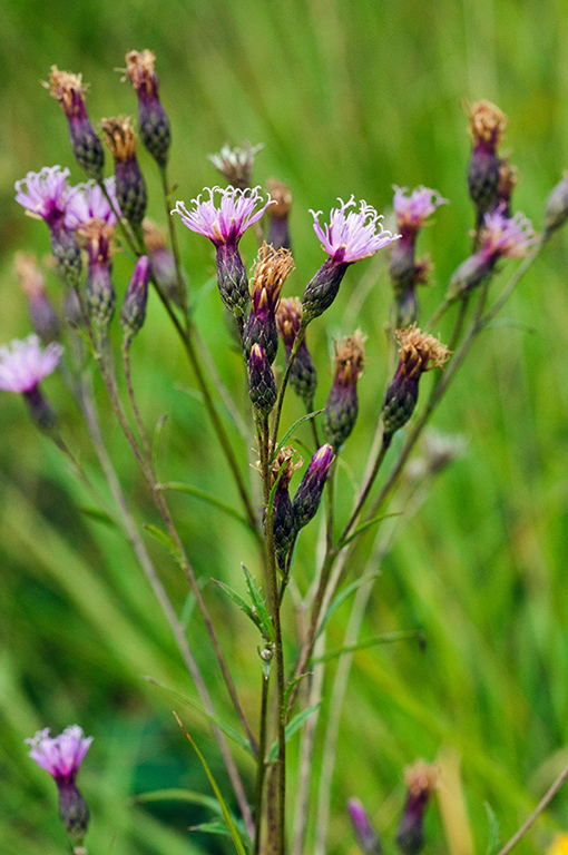 Serratula_tinctoria_LP0596_23_Chobham_Common