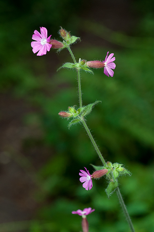 Silene_dioica_LP0626_06_Frylands_Wood