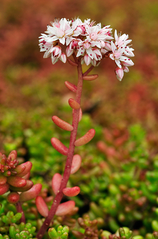 Sedum_anglicum_LP0250_17_Wembury