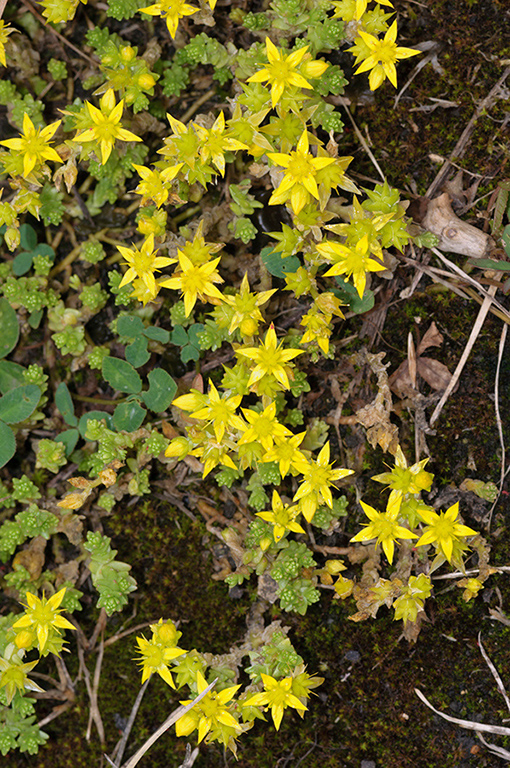 Sedum_acre_LP0625_12_Kenley_Common