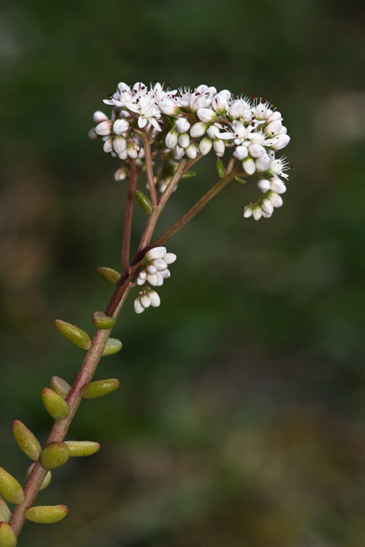 Sedum_album_LP0158_03_Woldingham