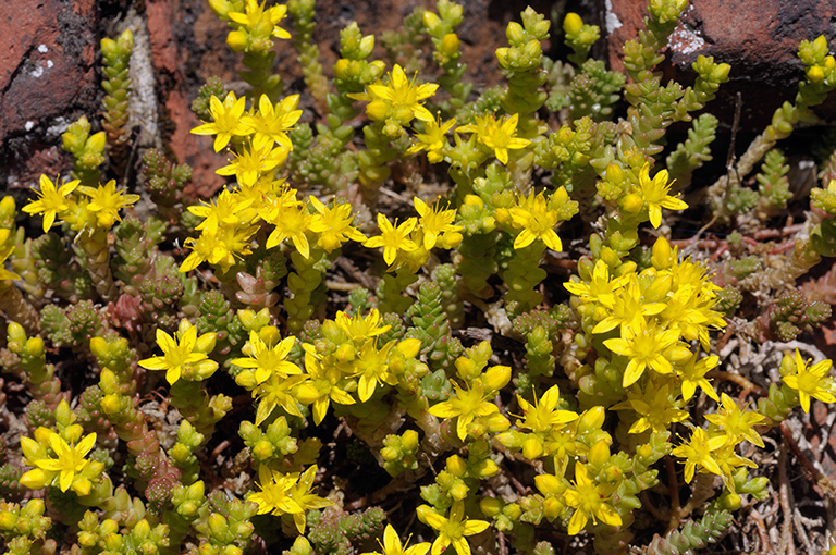 Sedum_acre_LP0366_61_Dorking