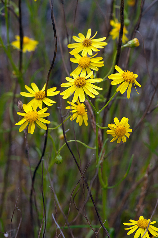 Senecio_inaequidens_LP0426_43_Priest_Hill