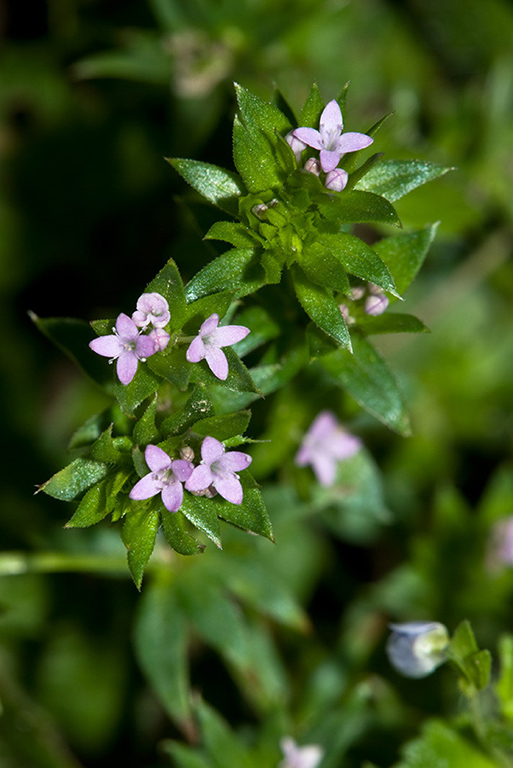 Sherardia_arvensis_LP0160_44_Walton_Downs