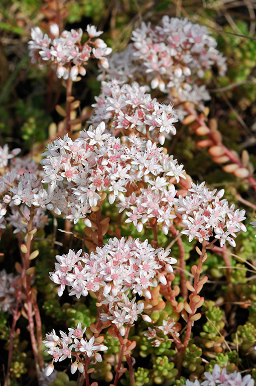 Sedum_anglicum_LP0319_03_Portland